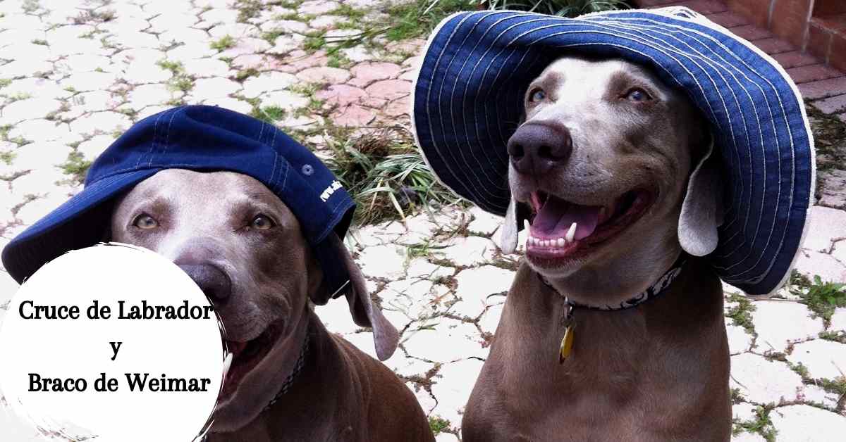 cruce labrador y braco