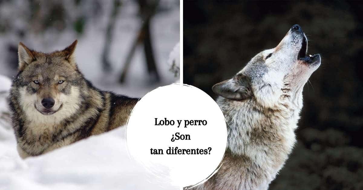 diferencia entre el perro domestico y el lobo gris