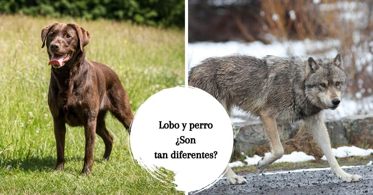 Lobo y perro: ¿son realmente tan diferentes?