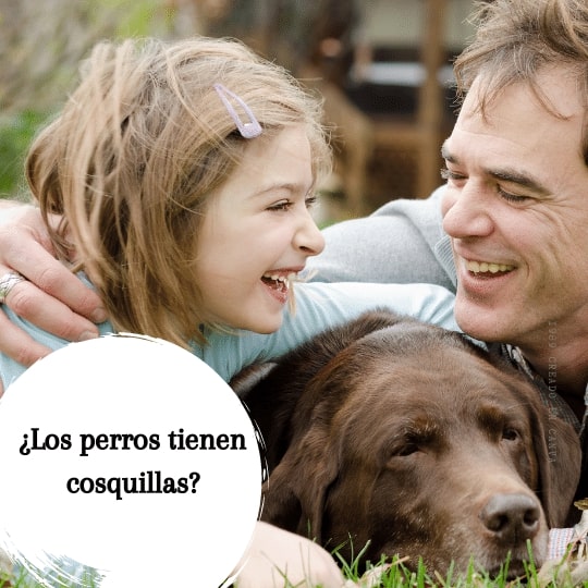 donde tienen cosquillas los perros