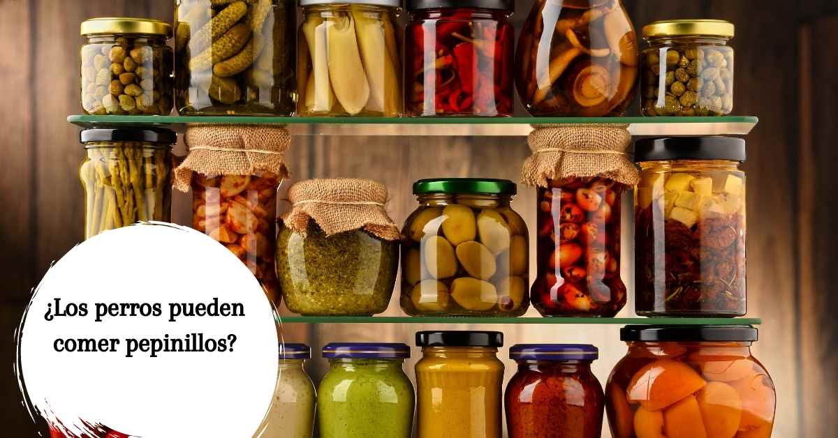 Selecciona encurtidos para dar al perro