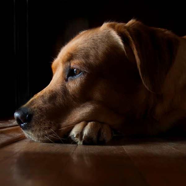 Ayuda a tu perro a dormir y evita que se despierte antes de tiempo