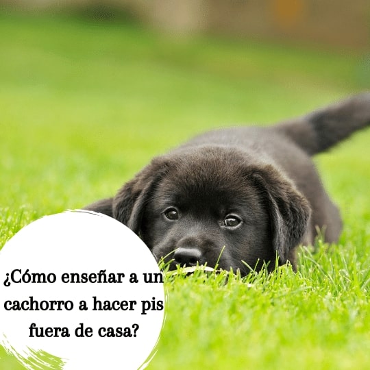 hacer pis fuera casa