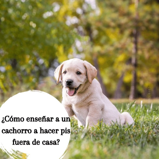 ¿Cómo enseñar a un cachorro a hacer pis fuera de casa?