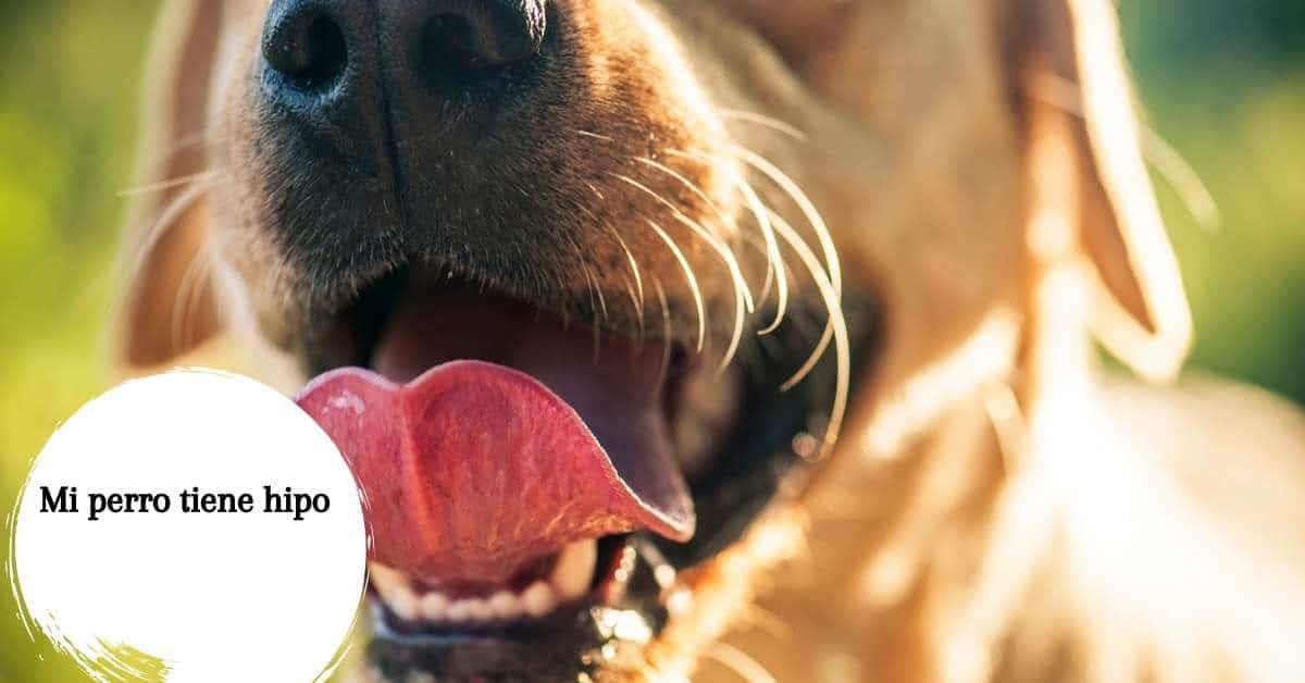 Mi perro tiene hipo ¿Por qué se produce y cómo detenerlo?
