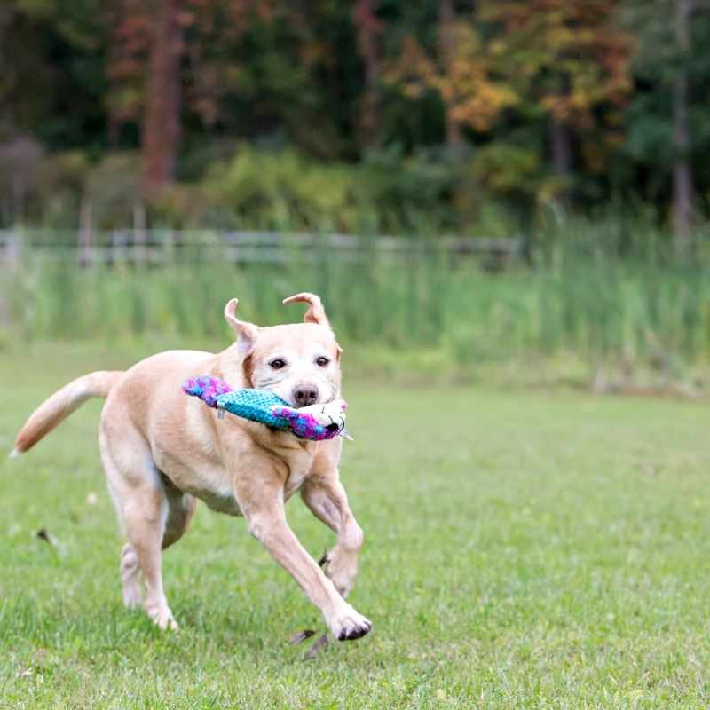 ¿Cómo enseñar a inhibir la mordida a un cachorro?