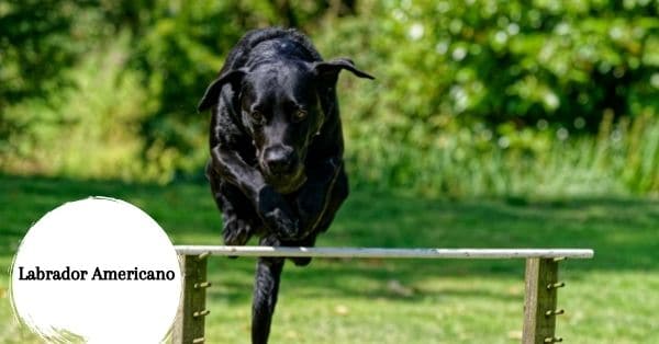 labrador americano caracteristicas