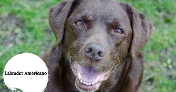 labrador americano chocolate