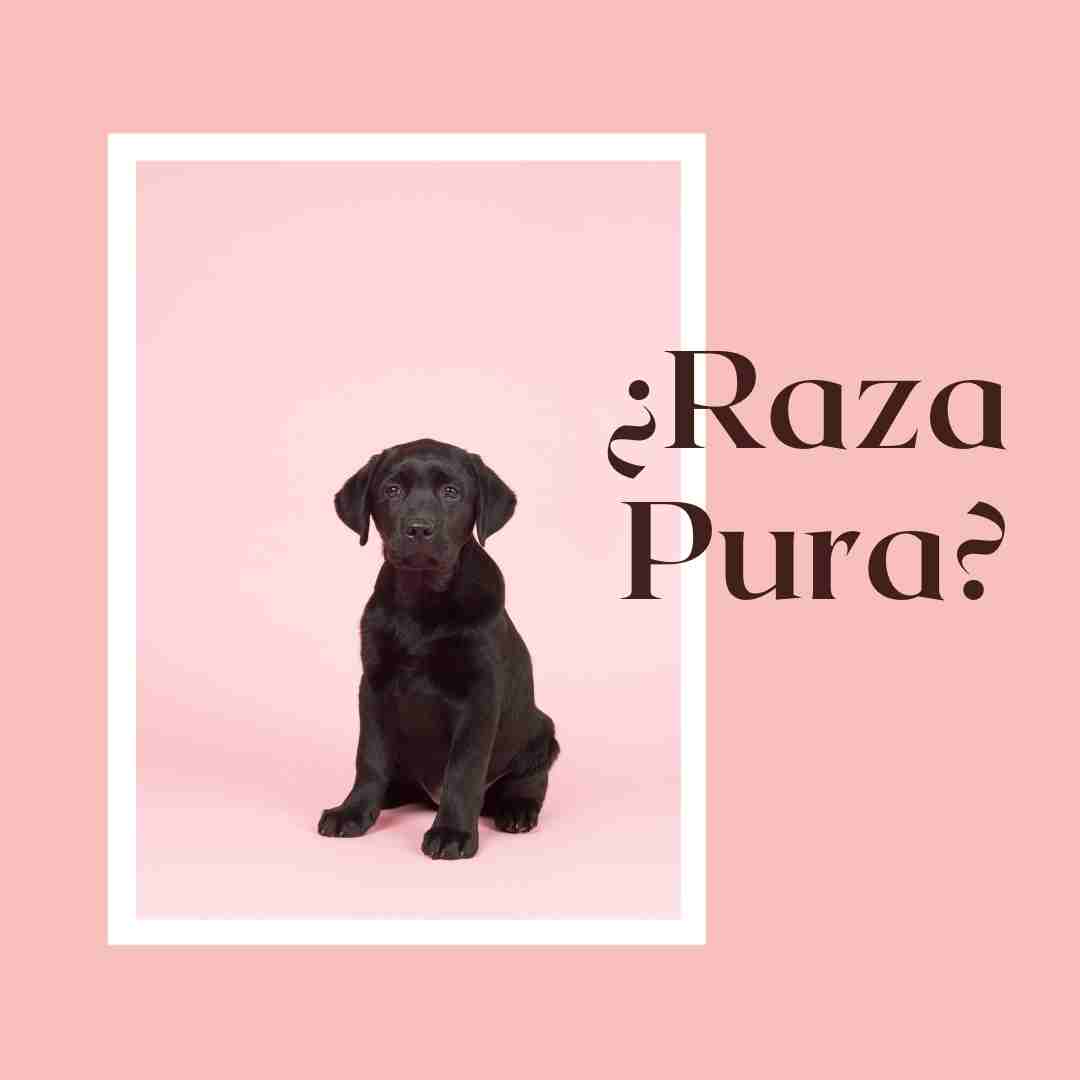 ¿Labrador raza pura o no?¿Cómo podemos saber si nuestro labrador es de pura raza