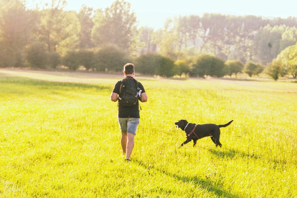 tiempo de vida del labrador