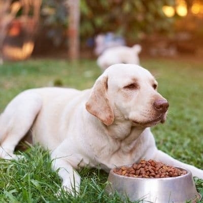 ¿Tu labrador siempre tiene hambre? Te explicamos por qué.