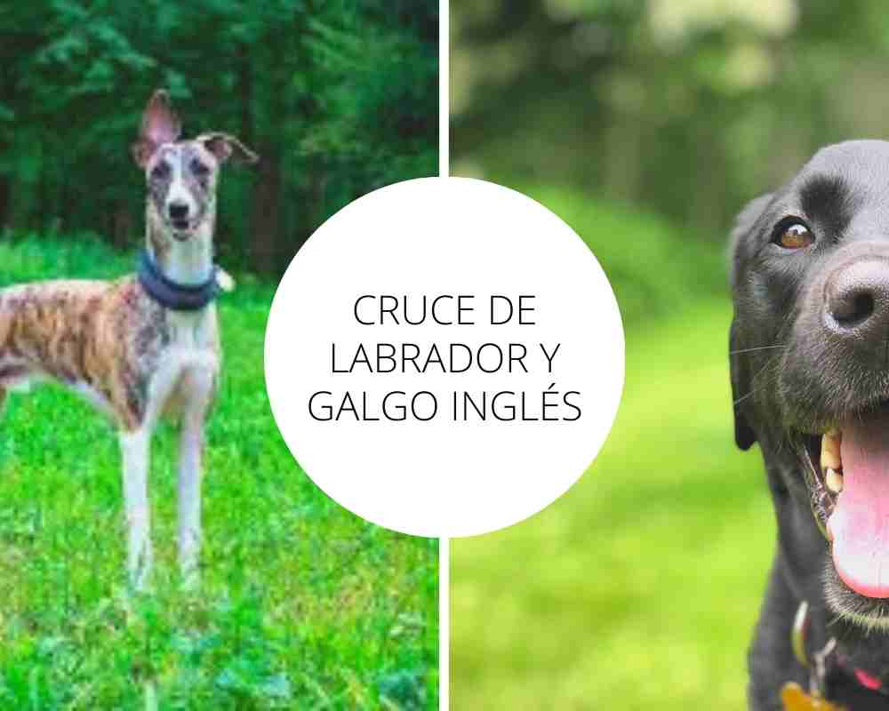 Cruce de labrador y Galgo inglés