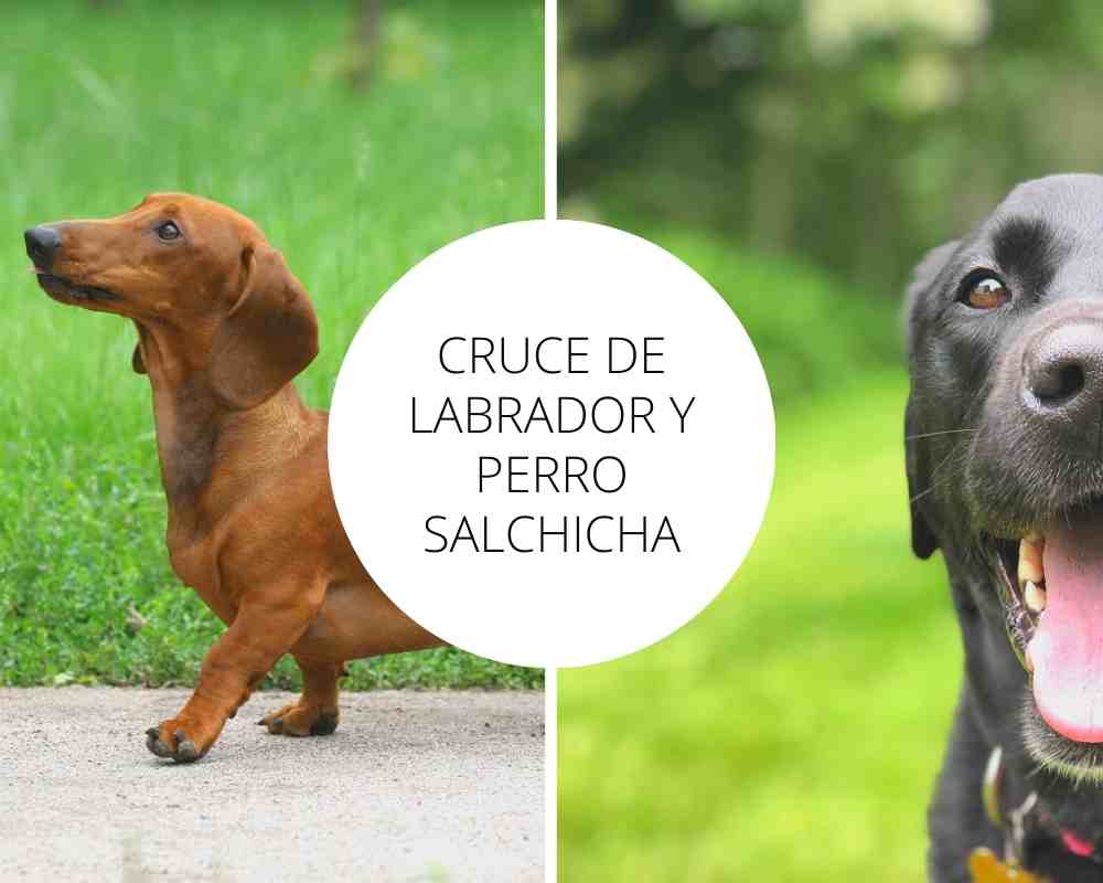Cruce de labrador y perro salchicha