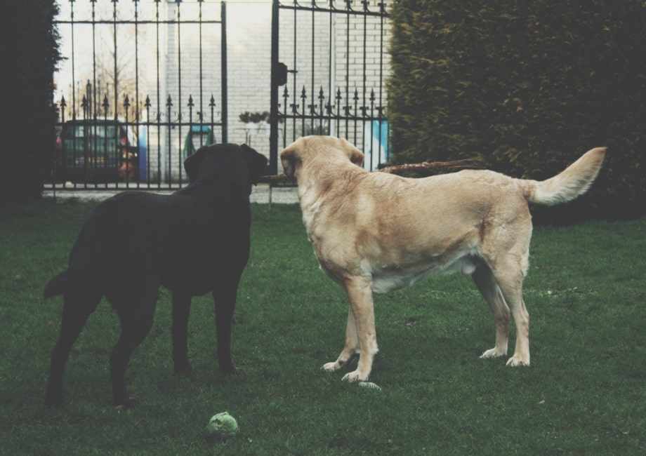 ¿Tú labrador ladra mucho? Te enseñamos a evitarlo