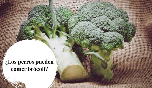 los perros pueden comer brocoli cocido