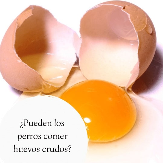 los perros pueden comer huevo crudo