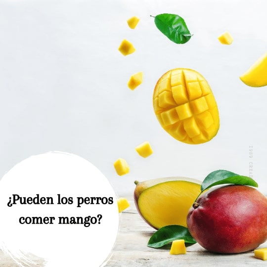 los perros pueden comer mango