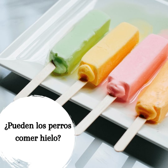 los perros pueden comer paletas de hielo