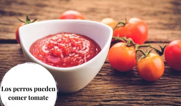 los perros pueden comer salsa de tomate