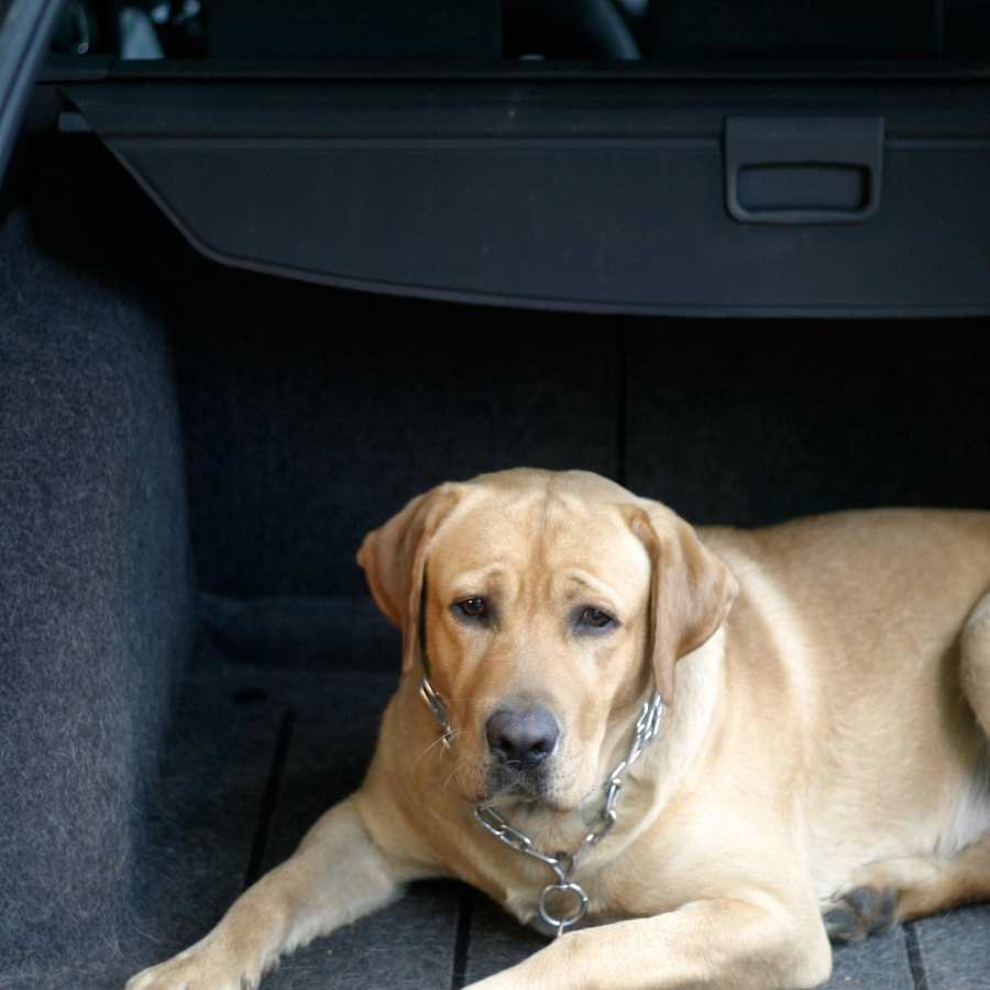 Los mareos de los perros en el coche - ¿Cómo evitarlo?
