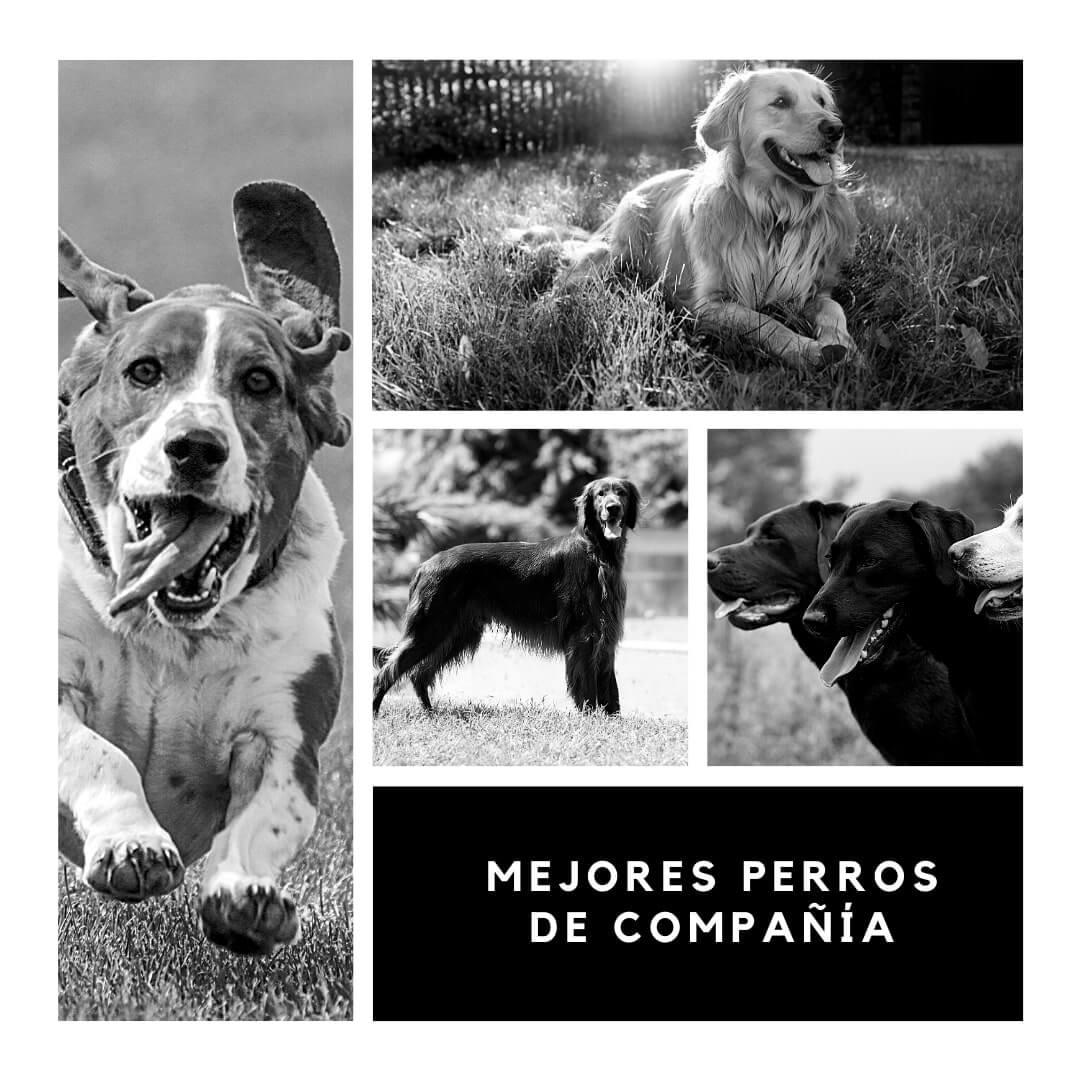 mejores perros de compañía