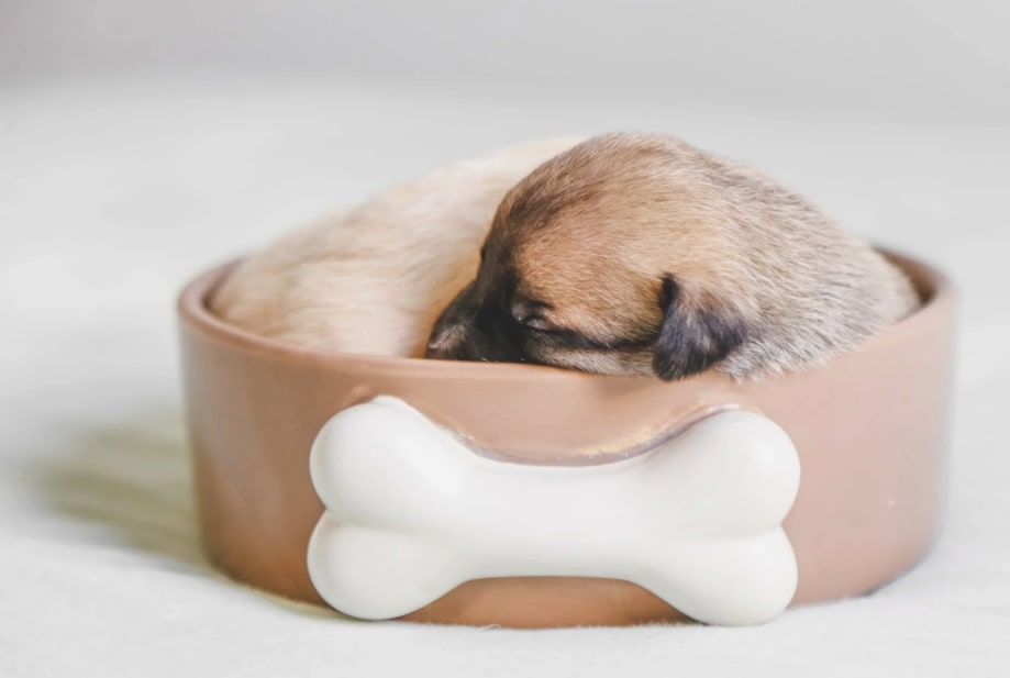 Tratamiento de melatonina para perros