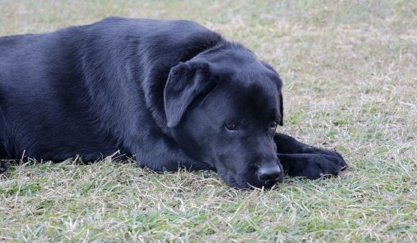 mi perro esta triste