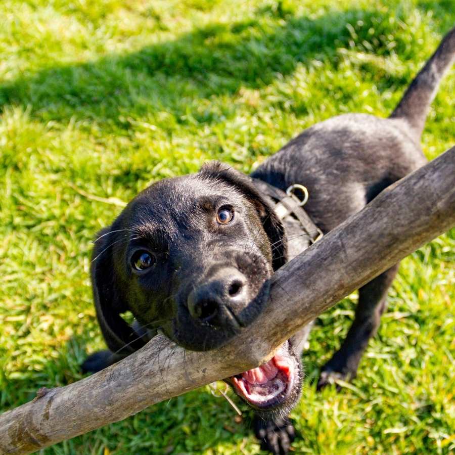 Mi labrador tiene miedo a las tormentas: causas y cómo ayudarle
