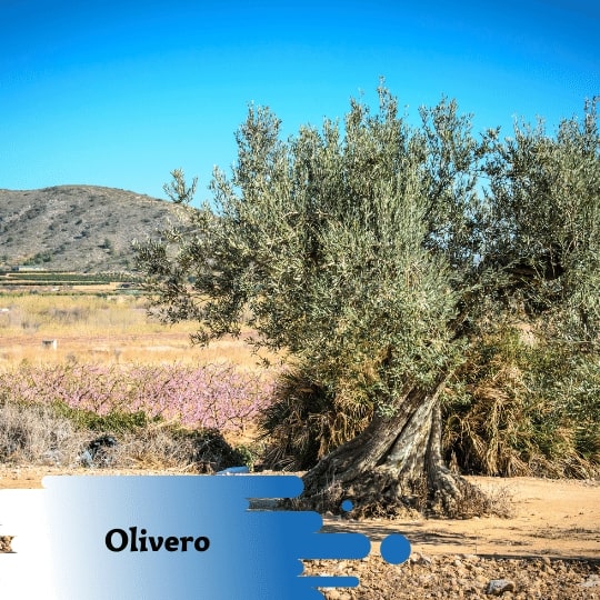 Olivas