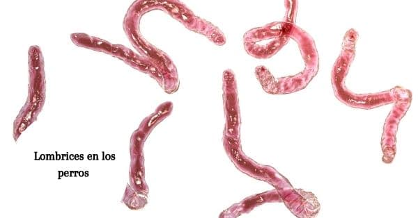 Pipetas antiparasitarias para perros: Frontline vs Advantix vs Advocate