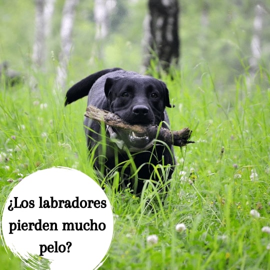¿Los labradores pierden mucho pelo?