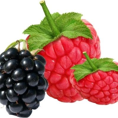 Las frambuesas son malas para los perros