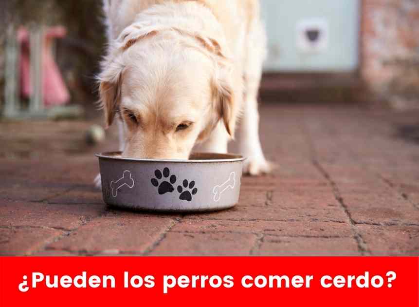 ¿Pueden los perros comer cerdo? Una guía de carne de cerdo, huesos y costillas de cerdo para perros