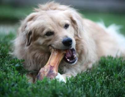 problemas Hueso ahumado para perros
