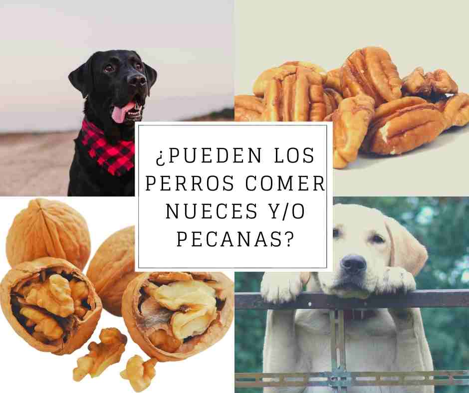 ¿Pueden los perros comer pecanas de manera segura? ¿Son tóxicas?