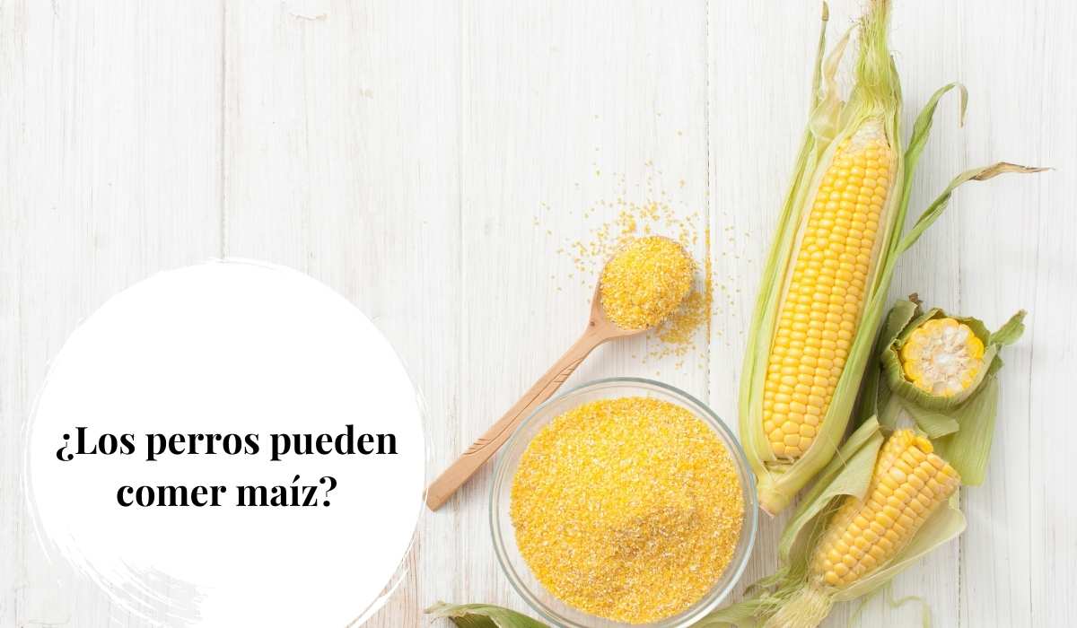 pueden comer maiz los perros