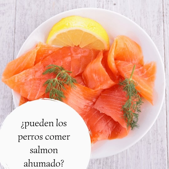 pueden los perros comer salmon ahumado
