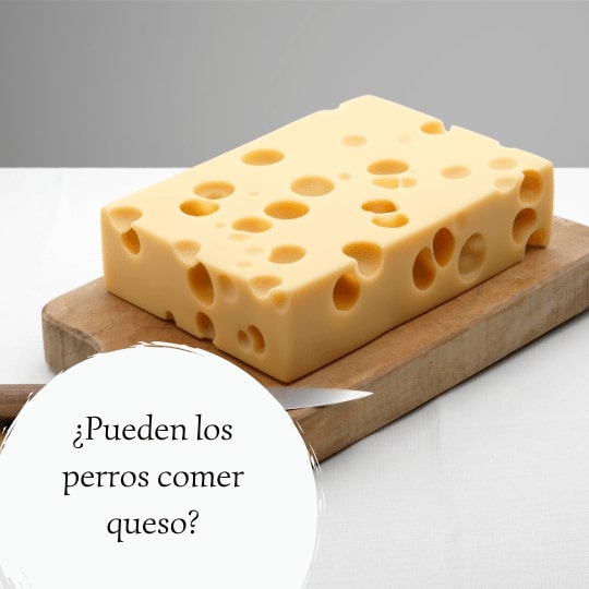 queso suizo