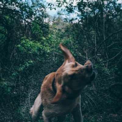 ¿Por qué los perros se tumban panza arriba? Todas las razones