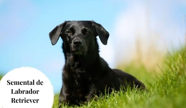 semental de labrador retriever