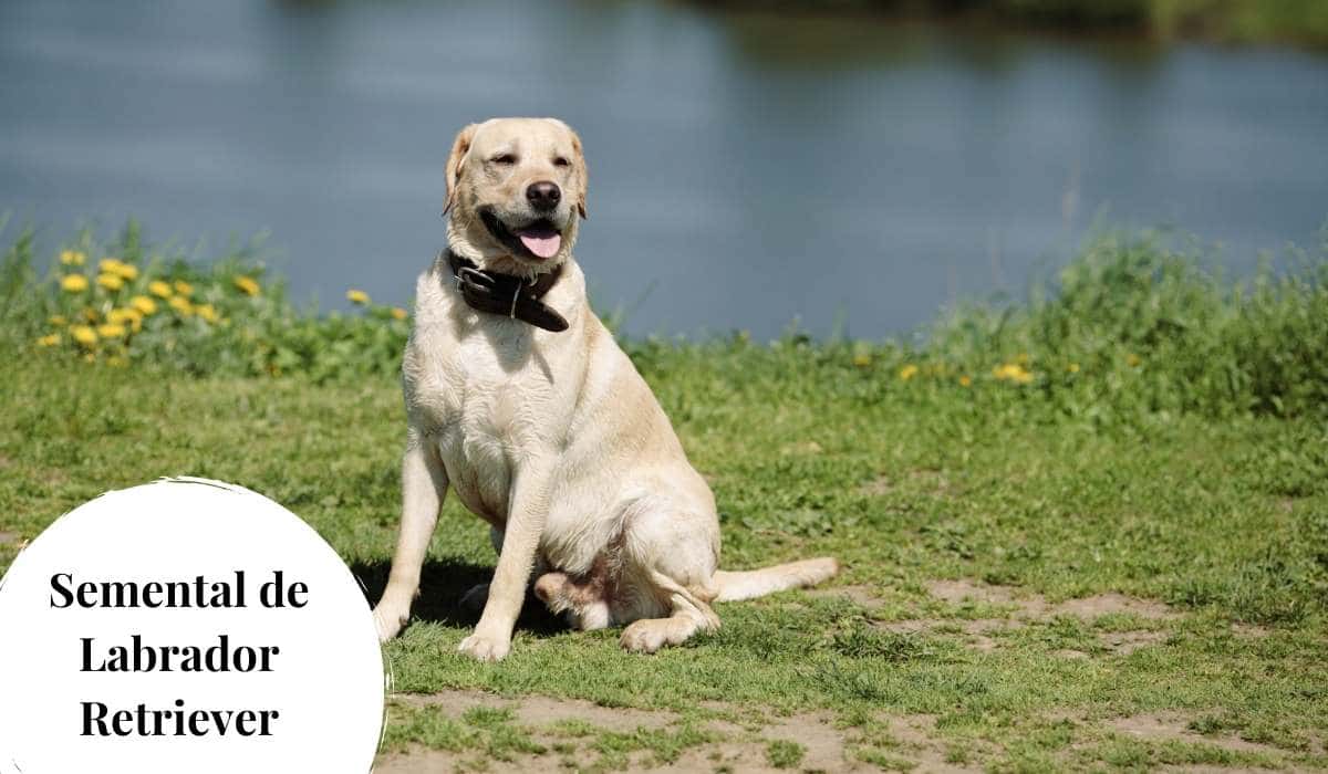 Te explicamos como conseguir que tu Labrador sea un semental