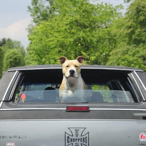 Ir de camping con tu labrador: la guía completa para disfrutar juntos