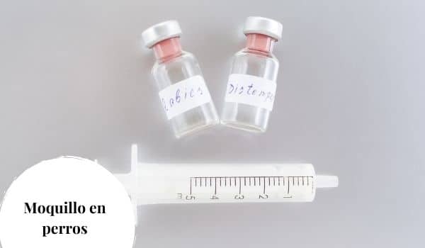 Vacunación contra el moquillo para perros