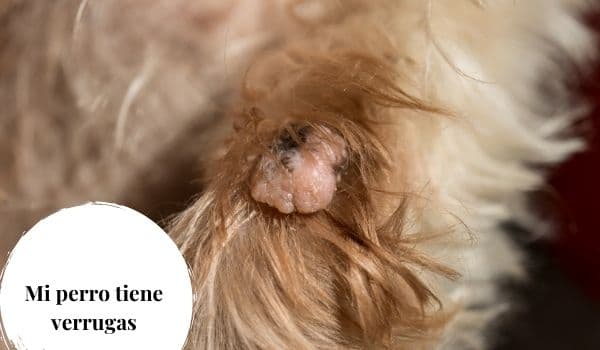 verrugas en perros