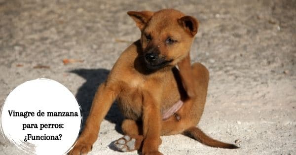 vinagre de manzana contra el picor