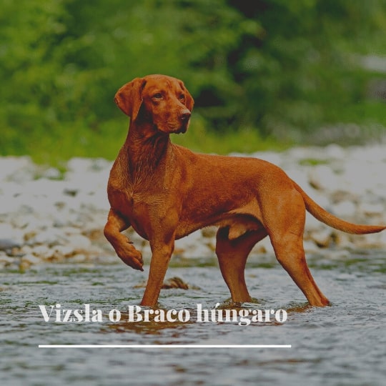 vizsla