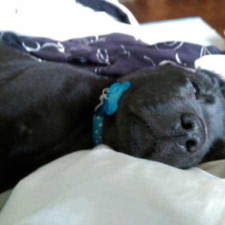 ¿Por qué los perros ladran dormidos? Sueños caninos y fases del sueño