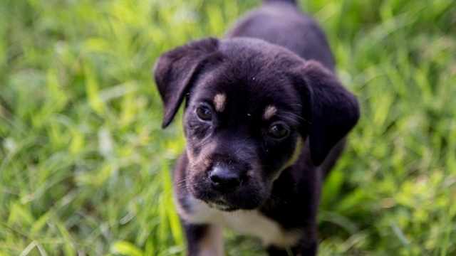 Cómo se adiestra un cachorro para que suelte
