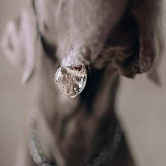 ¿La saliva del perro es antibacteriana?