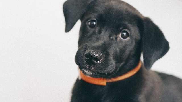 ¿Qué tipo de collar me recomiendas?